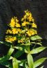 Lysimachia Davurica Extract 